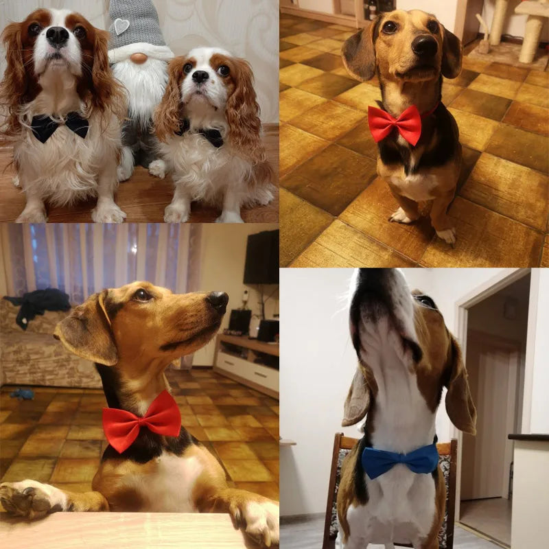 Elegancka muszka dla psa i kota – regulowana obroża, zestaw 2 szt.